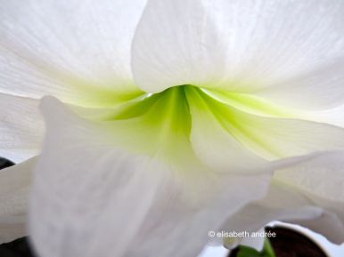 amaryllis white and green
